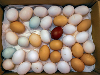 High angle view of eggs in container