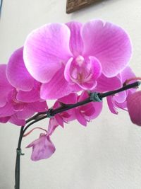 Close-up of pink flowering plant