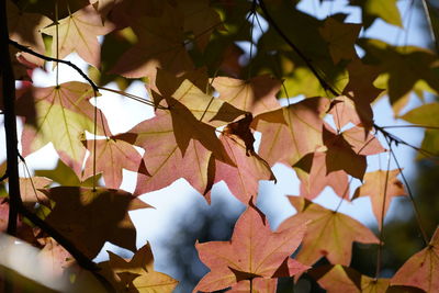 Low angle view of maple leaves hanging on paper