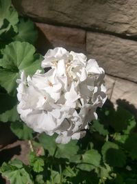 Close-up of white flowering plant