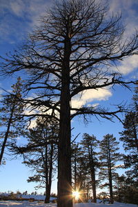Sun shining through trees
