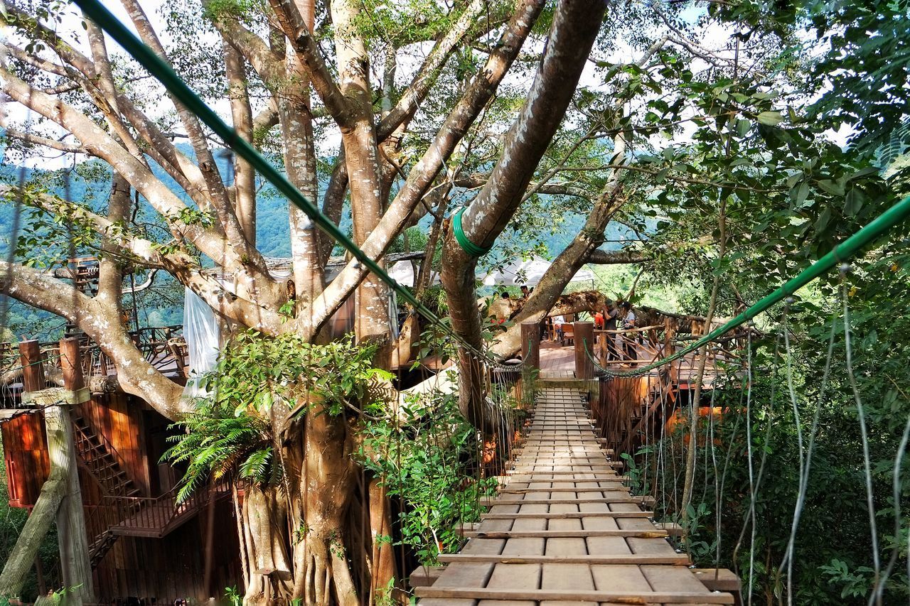 FOOTPATH IN FOREST