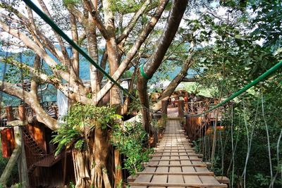 Footpath amidst trees in forest