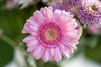 Close-up of pink flower