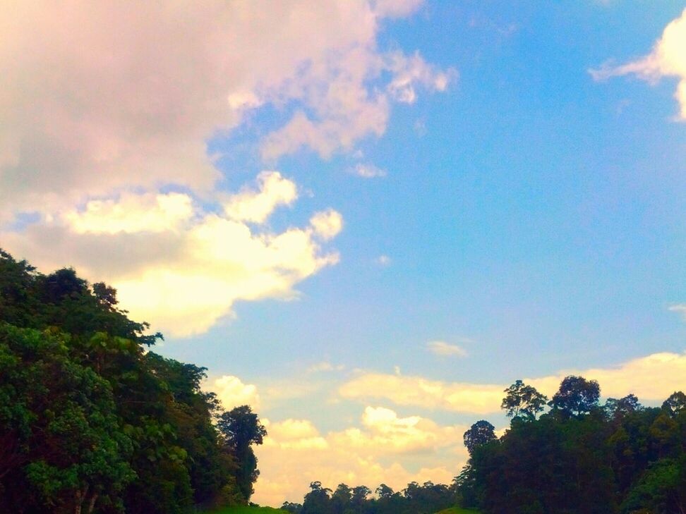 tree, sky, low angle view, beauty in nature, cloud - sky, tranquility, scenics, tranquil scene, sunset, nature, silhouette, cloud, growth, cloudy, idyllic, blue, outdoors, no people, high section, treetop