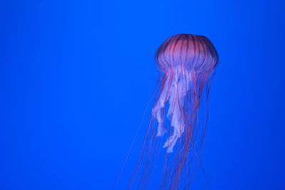 jellyfish