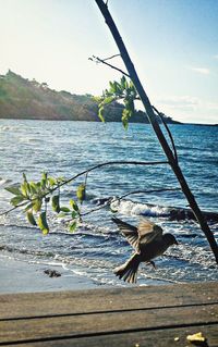 Plants growing in water