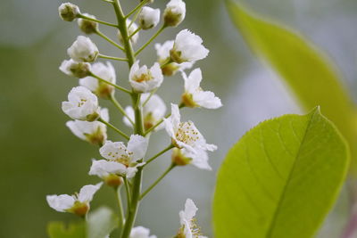 Close-up of fresh white flowers on tree