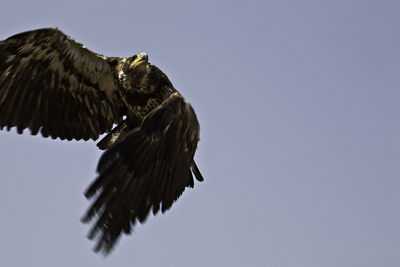 Low angle view of eagle flying against clear sky