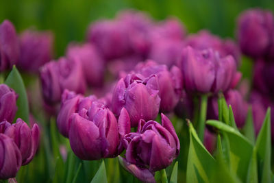 Close-up of pink tulip purple flowers