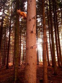 Trees in forest