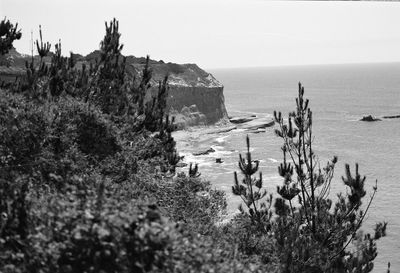 Plants on beach against clear sky