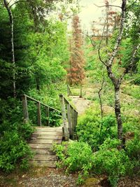 Scenic view of forest