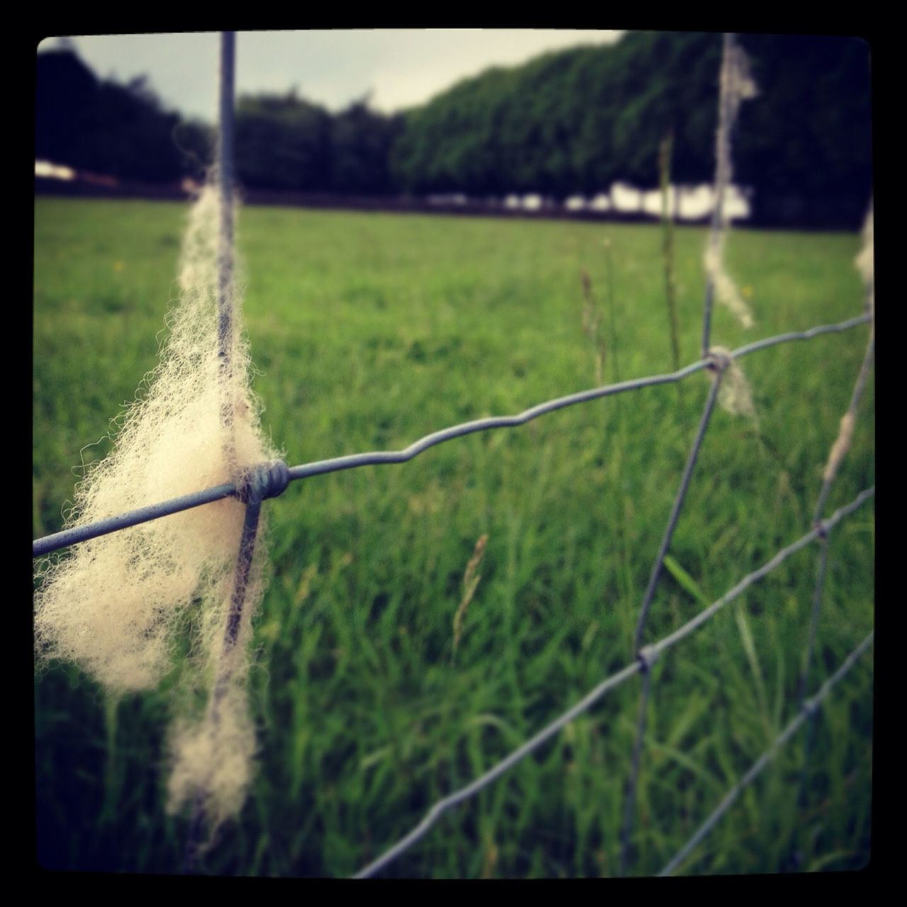 grass, transfer print, focus on foreground, field, grassy, auto post production filter, green color, close-up, growth, selective focus, nature, fence, day, plant, beauty in nature, outdoors, no people, landscape, tranquility, blade of grass