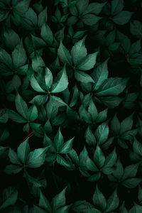 Green plant leaves in the garden in autumn season, green background
