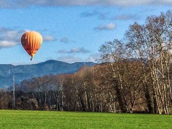 Trees on grassy field