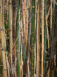 Close-up of bamboo plants in forest