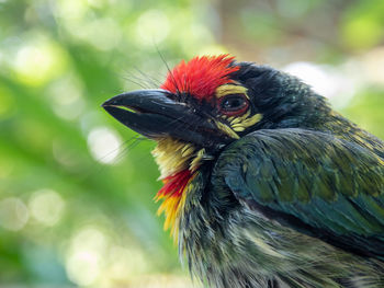 bird