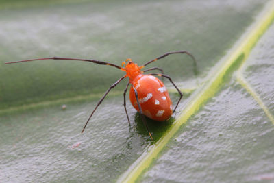 Extreme close-up of red spider on leaf