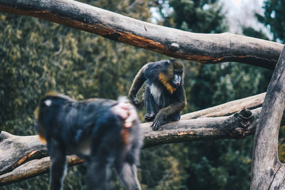Monkey on tree branch in zoo