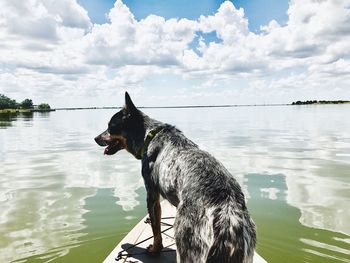 Dog on lake against sky