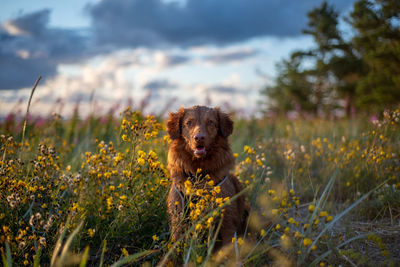 Portrait of dog on field