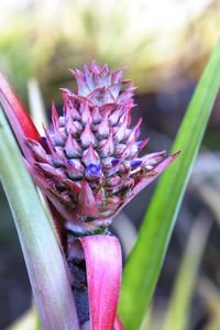 Close-up of flower against blurred background