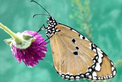 Butterfly on flower