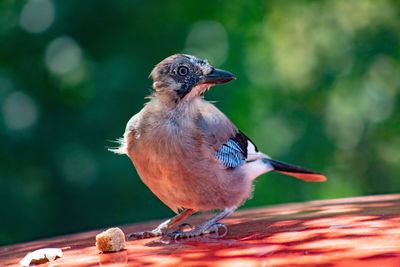 Close-up of bird perching