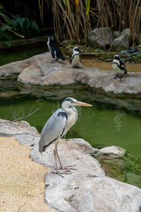 High angle view of gray heron perching on rock