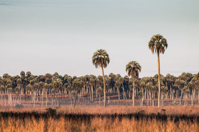 Palm trees on field against  morning clear sky