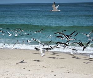 Seagulls flying over sea against sky