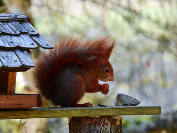 Close-up of squirrel eating branch