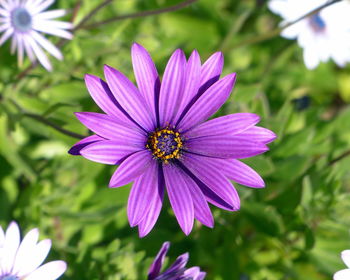 Close-up of purple flower blooming outdoors