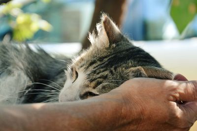 Cropped image of hand holding cat