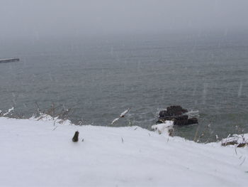 Swans on snow covered landscape