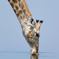 Low angle view of giraffe against clear sky