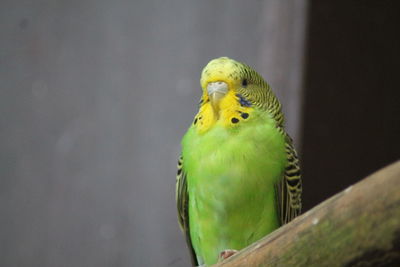 Close-up of parrot perching