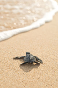 High angle view of turtle on beach