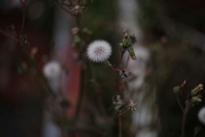 Close-up of dandelion flower