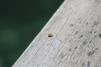 Close-up of ladybug on wooden log