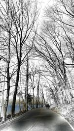 Road passing through bare trees