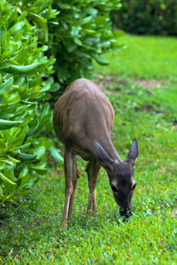 Mazama grazing in a field