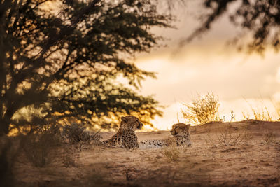 Cheetah couple