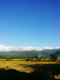 Scenic view of agricultural field against blue sky