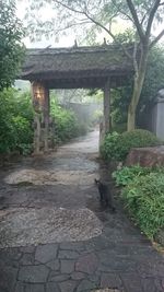 View of footpath along trees