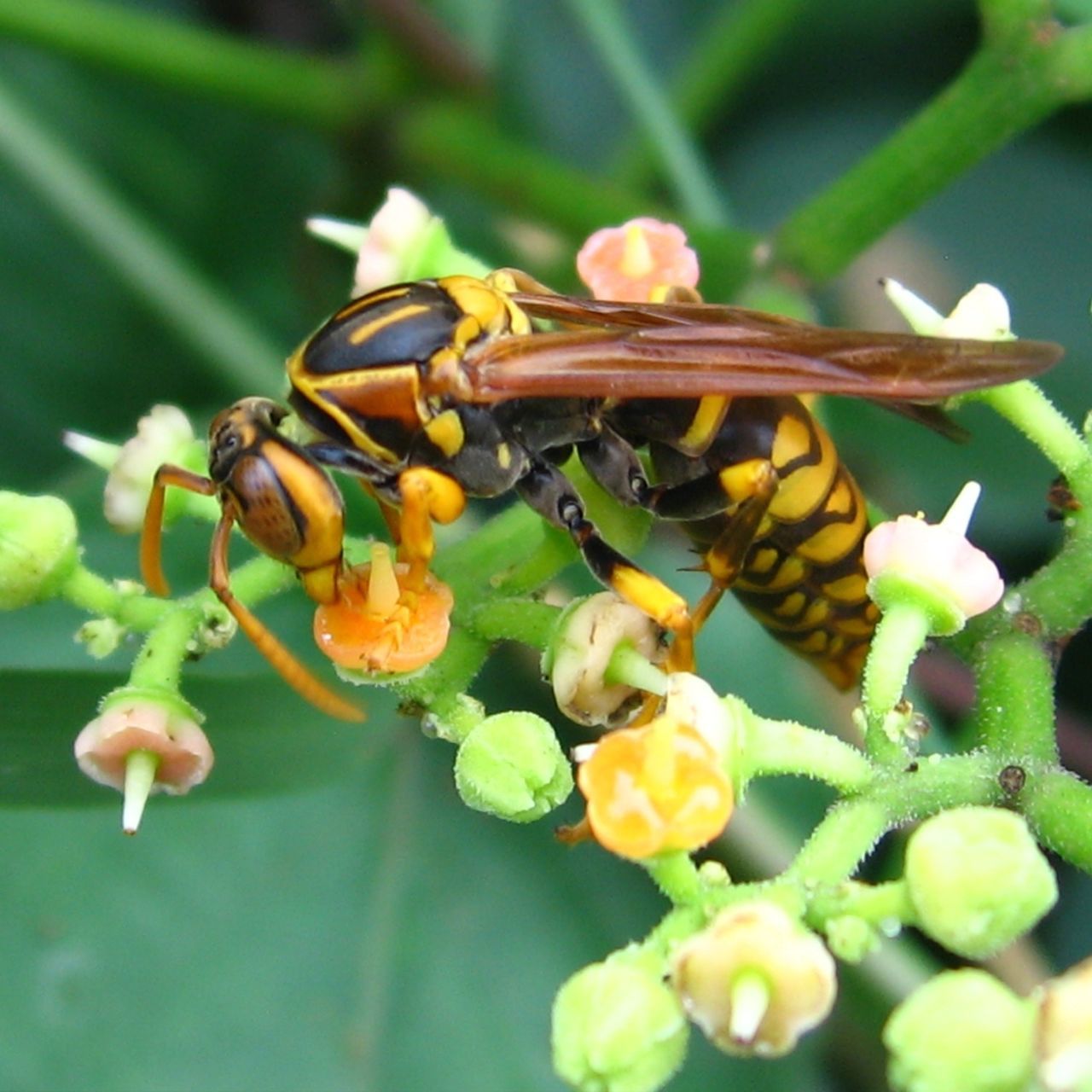 Long-legged wasp