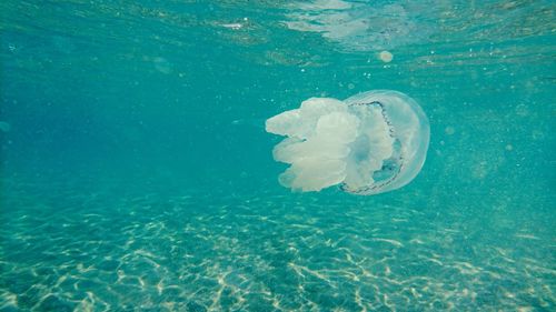 Close-up of jellyfish swimming in sea