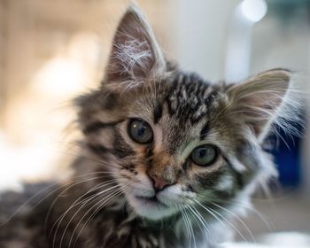 Close-up portrait of cat