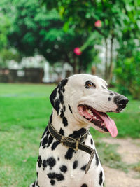 Close-up of a dog looking away